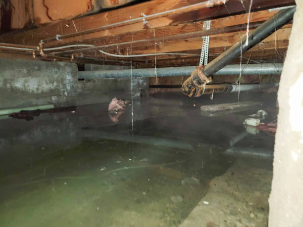 Best Water damage restoration mold remediation  in Helotes, TX