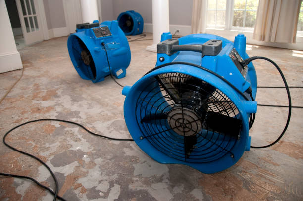 Best Mold removal after water damage  in Helotes, TX